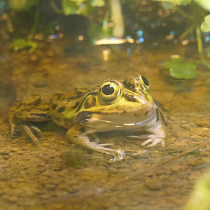 Tokyo Daruma Pond Frog (Pelophylax porosus porosus)