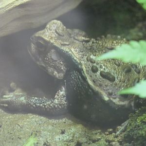 Eastern Japanese Common Toad (Bufo formosus)