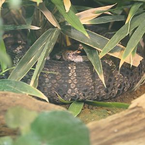 Japanese Mamushi (Gloydius blomhoffi)