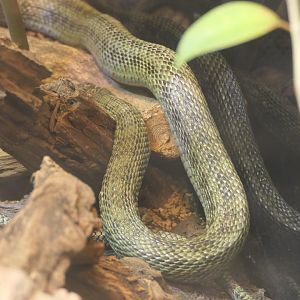Japanese Four-lined Snake (Elaphe quadrivirgata)