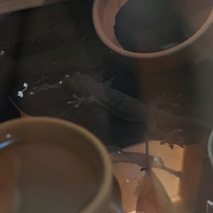 Japanese Gecko (Gekko japonicus)