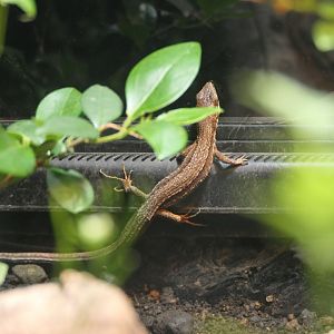 Japanese Grass Lizard (Takydromus tachydromoides)