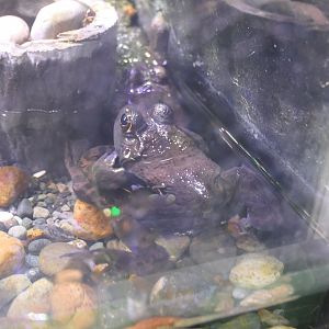 American Bullfrog (Lithobates catesbianus)