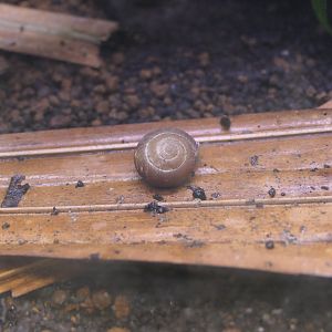 Hirase's Land Snail (Mandarinia hirasei)