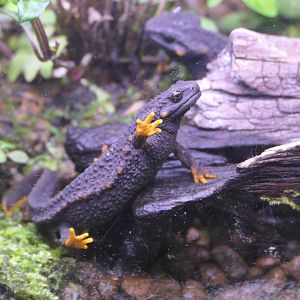 Anderson's Crocodile Newt (Echinotriton andersoni)