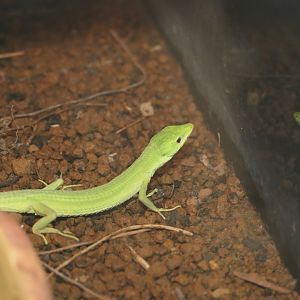 Miyako Grass Lizard (Takydromus toyamai)