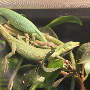 Green Grass Lizard (Takydromus smaragdinus)