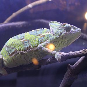 Veiled Chamaeleon (Chamaeleo calyptratus)
