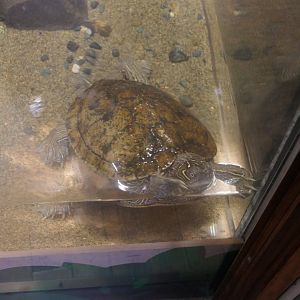 False Map Turtle (Graptemys pseudogeographica)