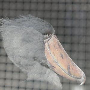 Shoebill (Balaeniceps rex)