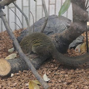 Treeshrew (Tupaia sp.)
