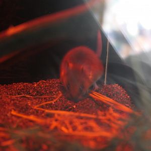 Japanese Small Field Mouse (Apodemus argentatus)