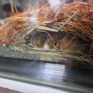 Pygmy Mouse (Mus minutoides)