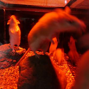 Cairo Spiny Mouse (Acomys cahirinus)