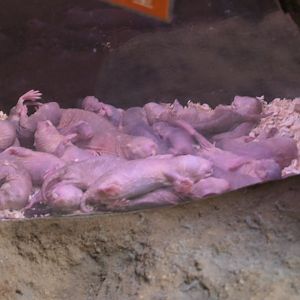 Naked Molerat (Heterocephalus glaber)