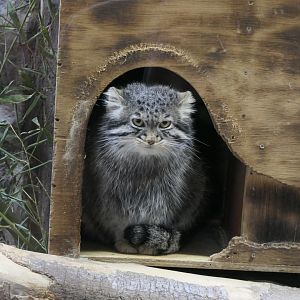 Pallas Cat (Otocolobus manul)