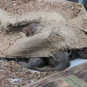Dwarf Mongoose (Helogale parvula)