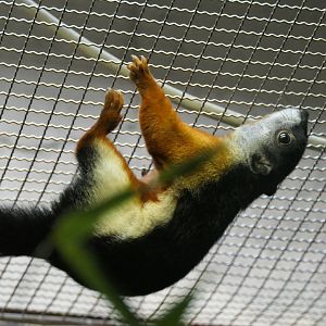 Prevost's Squirrel (Callosciurus prevostii)