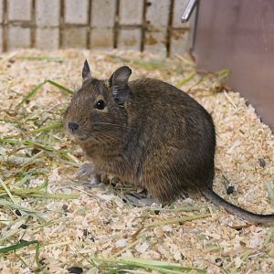 Common Degu (Octodon degus)