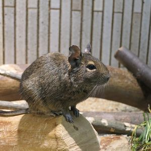 Common Degu (Octodon degus)