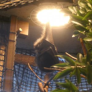 Bonin Flying-fox (Pteropus pselaphon)