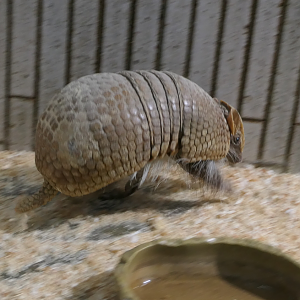 Southern Three-banded Armadillo (Tolypeutes matacus)