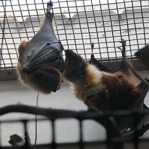 Ryukyu Flying-fox (Pteropus dasymallus inopinatus)