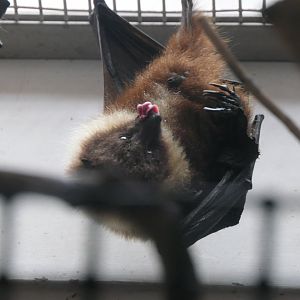 Ryukyu Flying-fox (Pteropus dasymallus inopinatus)