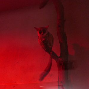 Senegal Galago (Galago senegalensis)