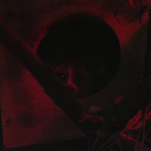 Lesser Slow Loris (Nycticebus sp.)