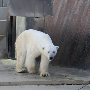 Polar Bear (Ursus maritimus)