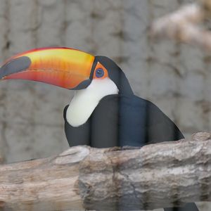 Toco Toucan (Ramphastos toco)