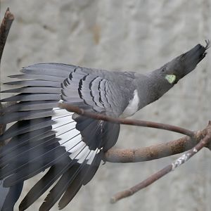 White-bellied Go-away-bird (Crinifer leucogaster)