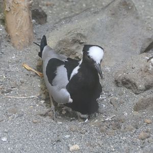 Blacksmith Plover (Vanellus armatus)