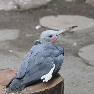 Great Slaty Woodpecker (Mulleripicus pulverulentus)