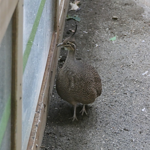 Elegant Crested Tinamou (Eudromia elegans)