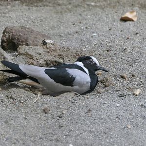 Blacksmith Plover (Vanellus armatus)