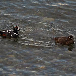 Harlequin Ducks