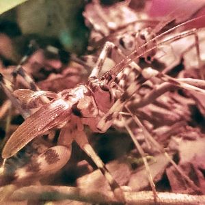 Bat cave -  Spotted Camel Cricket 130425