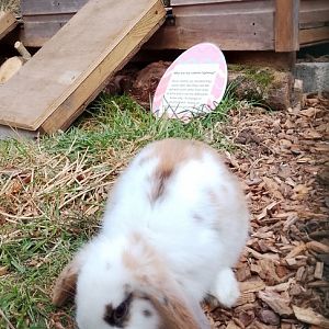 Animal Adventure- Domestic Rabbit 130425