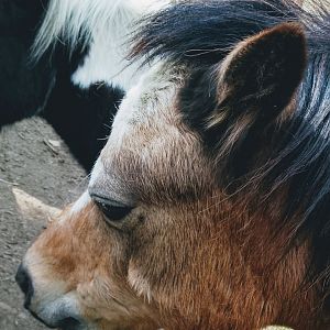 Shetland Pony side profile