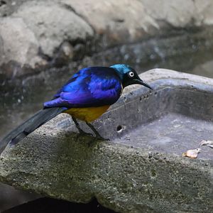 Golden-breasted Starling (Lamprotornis regius)