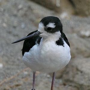 Black-necked Stilt (Himantopus mexicanus)