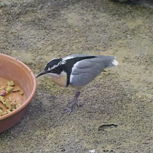 Egyptian Plover (Pluvianus aegyptius)
