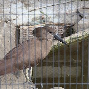 Hamerkop (Scopus umbretta)