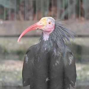 Northern Bald Ibis (Geronticus eremita)