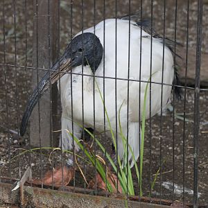 African Sacred Ibis (Threskiornis aethiopicus)