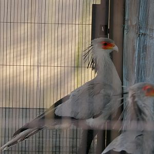 Secretarybird (Sagittarius serpentarius)