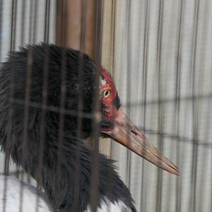 Black-necked Crane (Grus nigricollis)