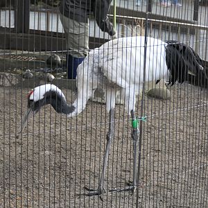Red-crowned Crane (Grus japonensis)